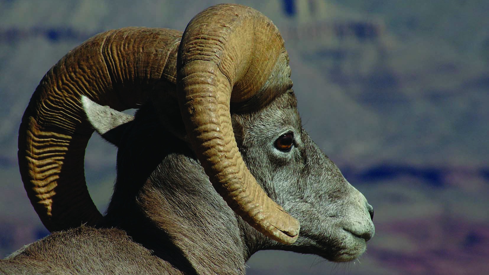 Bighorn Sheep Grand Canyon National Park (U.S. National Park Service)
