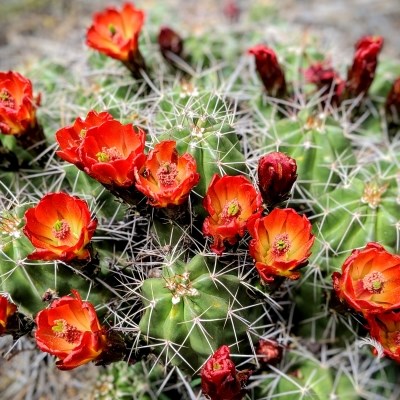 Small green cactus balls with symmetrical spines have multiple red orange flowers in bloom.