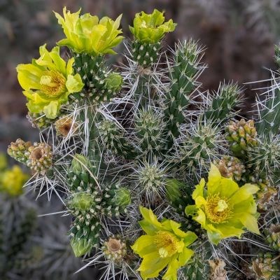 Cylinder shaped cactus branches with many sharp white needles features four fully bloomed yellow flowers.