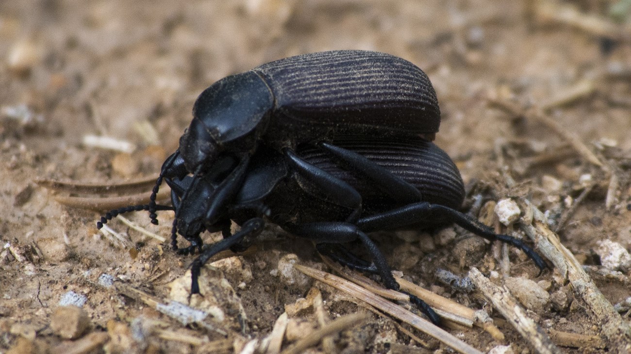 2 large black beetles