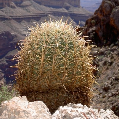 Dome shaped cactus has pale tan curved needles and sits on a ledge overlooking the Grand Canyon.
