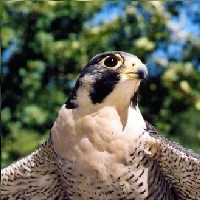 Peregrine falcon perched.