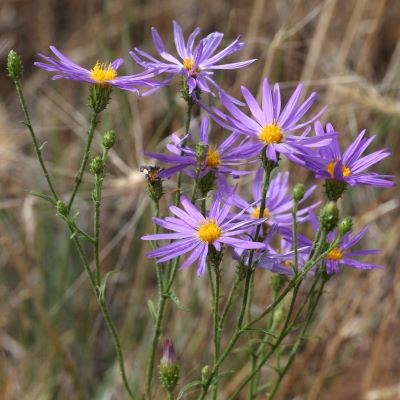 Multiple green stalks hold up flowers with yellow centers and pale purple radiating petals.