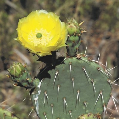 Green paddle cactus with multiple sets of two thorns has an open bright yellow flower on top.