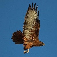 Red-tailed hawk flying