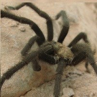Large, dark colored spider