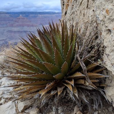 A spherical shape plant with long narrow spiky leaves sits perched on the edge of Grand Canyon.