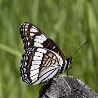 Brown and white butterfly