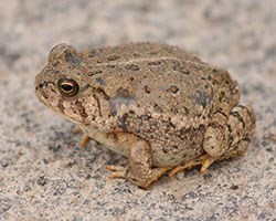 Woodhouse's-Toad2