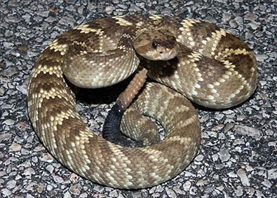 Rattlesnake with black tip on its tail.