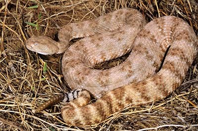 A light colored rattlesnake lying in an "s" shape on some brown grass.