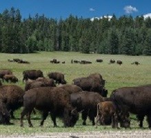 Bison herd grazing by paved road.