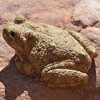 Canyon Tree Frog