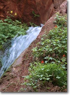 columbine and monkey flowers by a spring flowing through a rock channel