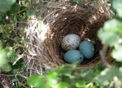 cowbird egg found in another bird's nest.