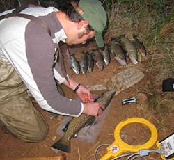 Biologist working up the day's trout catch.