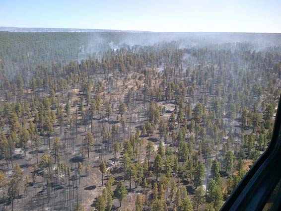 Halfway Fire east of Tusayan as it appeared on Thursday, June 20.