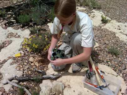 Grand Canyon National Park Vegetation Program Intern planting sentry milkvetch (Astragalus cremnophylax) at Marcicopa Point on the South Rim (NPS Photo)