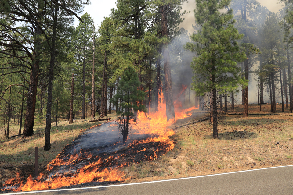 Fire creeps along the ground in front of several trees while engulfing others in the background