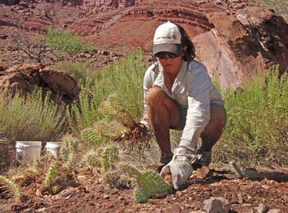 vegetation work in Grand Canyon