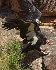 An introduction to california condors