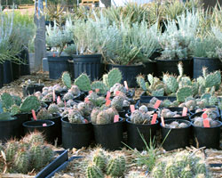 The park native plant nursery.