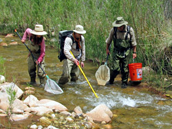 Team of biologists using electrofishing techniques to survey the existing fish community.