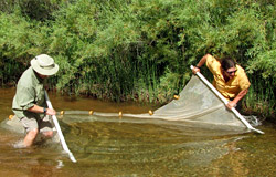 Biologists using the established fish surveying technique called seining,