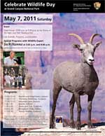 celebrate wildlife day 2011 flyer with bighorn sheep.