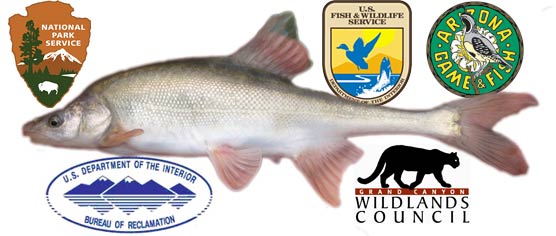 humpback chub (Gila cypha) with the logos of funding organizations.