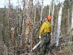 Dub sizing up a tree