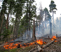 Prescribed fire on the North Rim grca