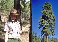 Ranger Haley Bercot with ponderosa pine tree.