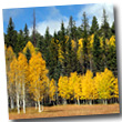 Aspen trees changing to yellow during the fall on the N. Rim