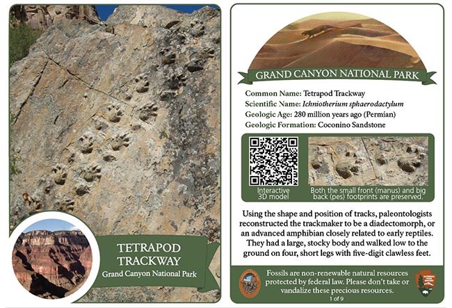 Front and back side of a Grand Canyon National Park Fossil Trading Card that features a footprint trackway of an amphibian that had a large, stocky body, and walked on four short legs with five-digit clawless feet.