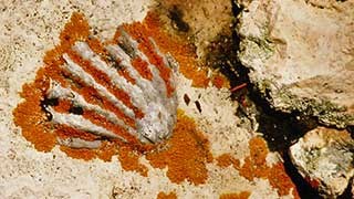 Fossil of sea shell in white limestone, highlighted by orange lichen growing near shell ribs.