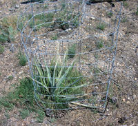 cage around agave