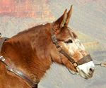 Mule Trips - North and South Rim