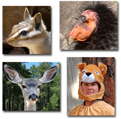 photos of a condor, a deer, a chipmunk and a woman in a lion suit.