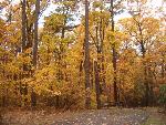 a picture of the trees turning colors