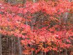 Tree turning red