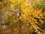 Fall colors of a tree
