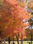 Fall color in Sweetgum Picnic Area