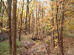 The Fall colors near Still Creek