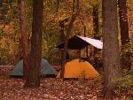 Trees changing color in the Scout Loop