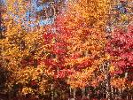 Changing trees in the Fall
