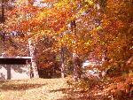 Changing leaves in the campground