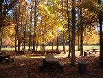 Fall colors in Sweetgum Picnic Area