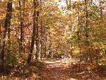 Fall colors on the Azalea Trail
