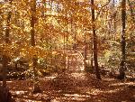 Fall colors near the new perimeter trail bridge